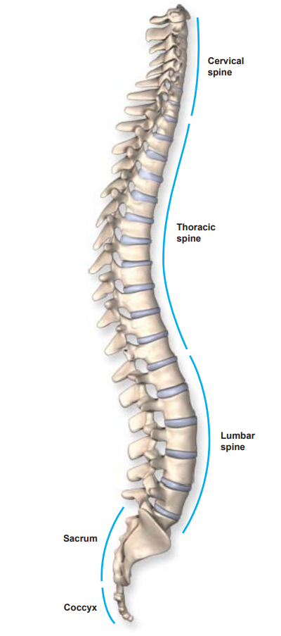 The Cervical Spine: Anatomy, Function, and Common - Spine Center of Texas